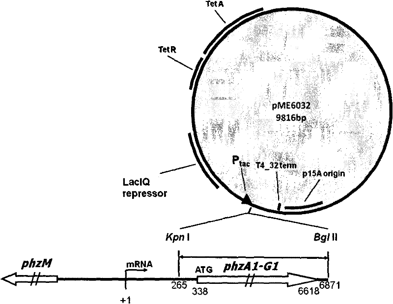 Method for producing phenazine-1-carboxylic acid by using engineering bacterial strain M18G to carry plasmid pME6032Phz