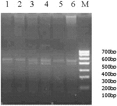 A kind of rapid separation method of aphthous ulcer virus