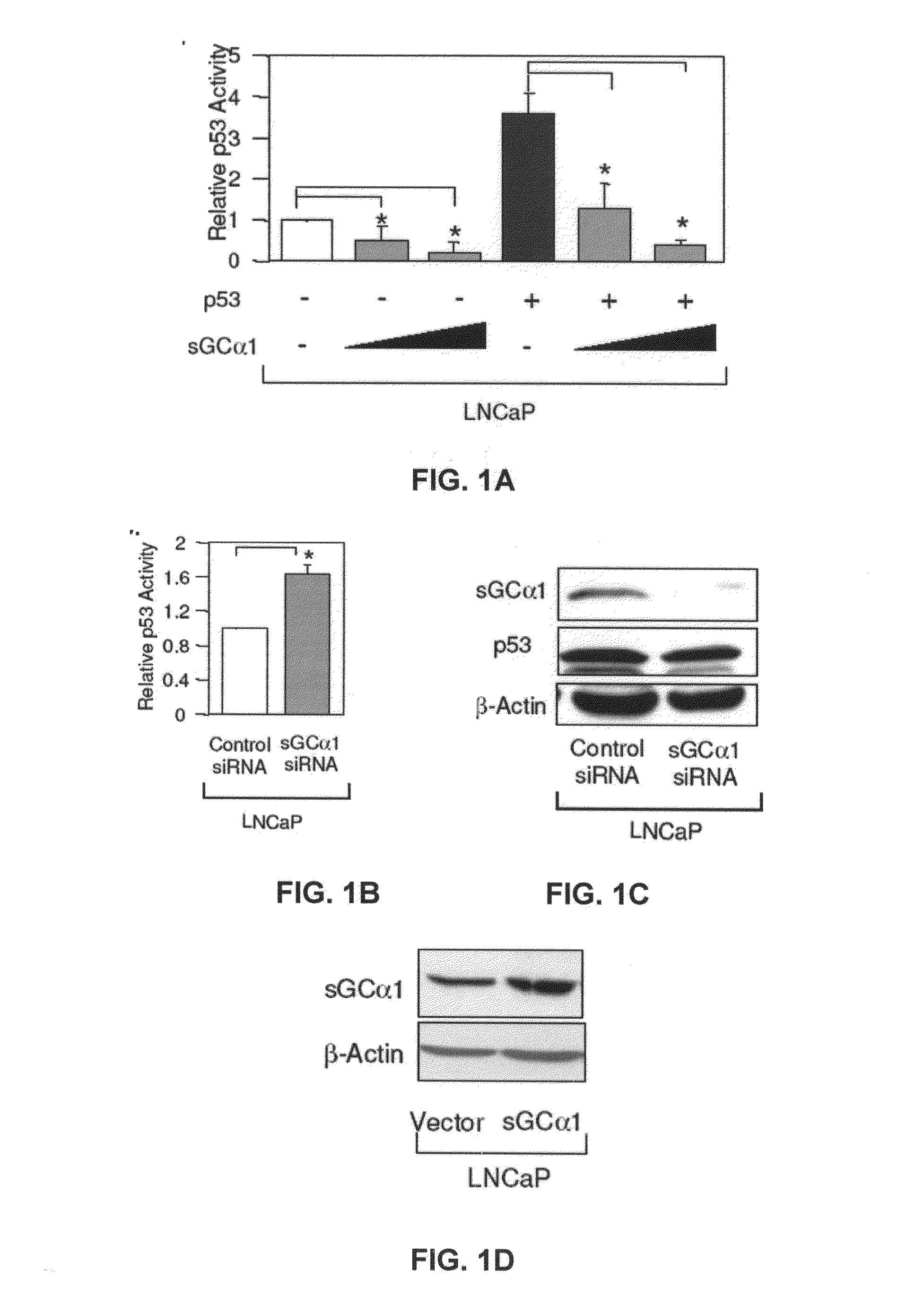 sGCalpha1 Inhibiting Compositions, and Methods of Treatment of Cancers Therewith