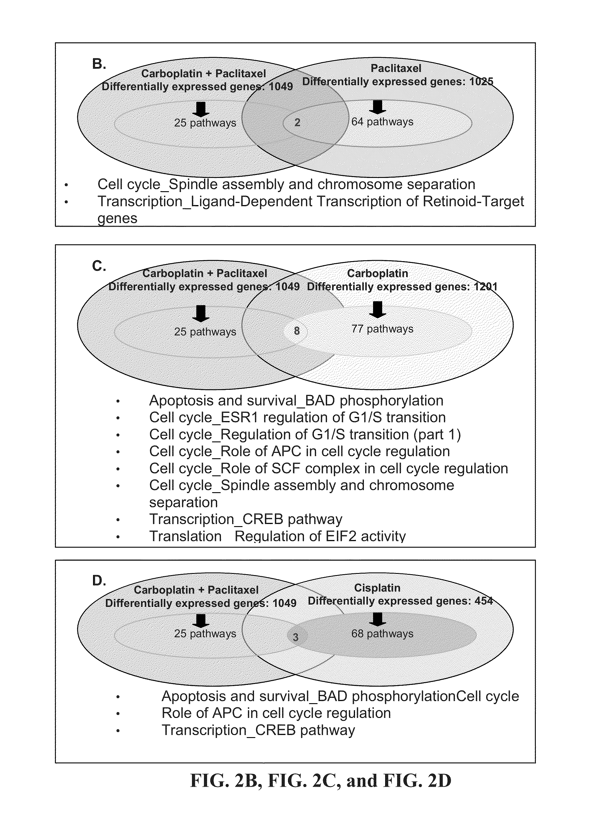 Compositions and Methods APC, CREB, and BAD Pathways to Assess and Affect Cancer