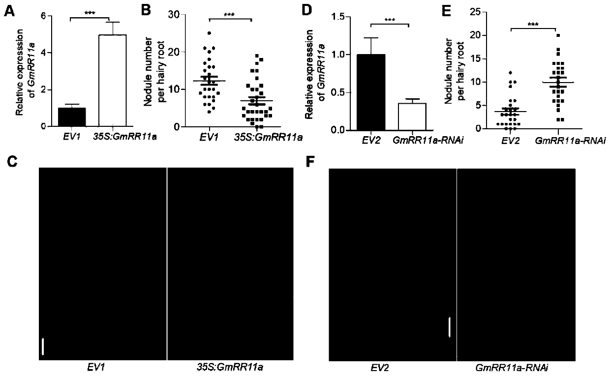 Method for increasing amount of plant root nodules on the basis of gene negative regulation and control