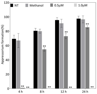 Sanguinarine-excited rice resistance and application thereof in resisting rice blast