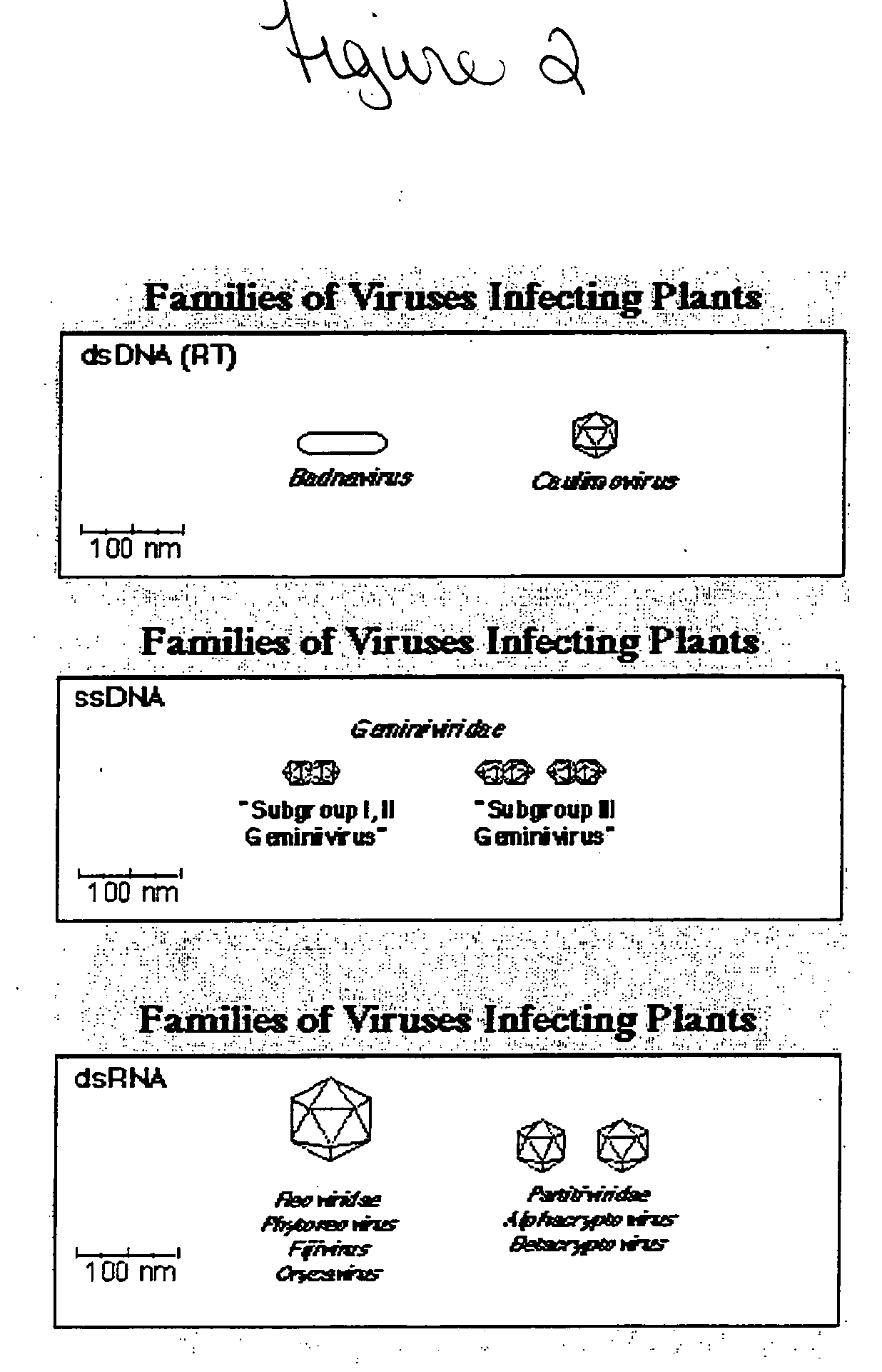 System For Expression of Genes In Plants