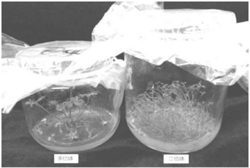 Strawberry chromosome doubling method and rapid identification method for used ploidy