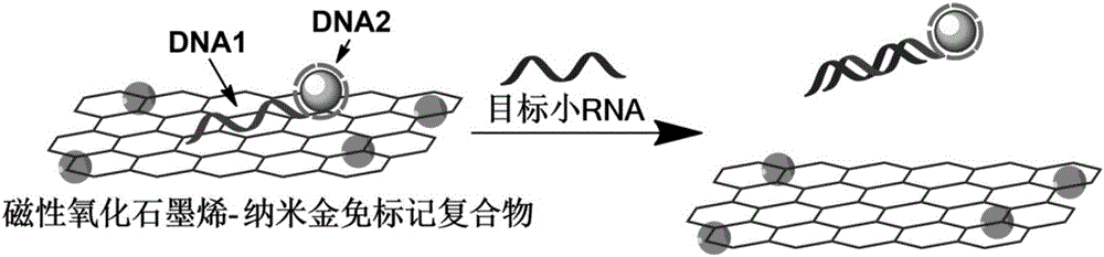 Preparation method and application of magnetic graphene oxide-nanogold label-free complex