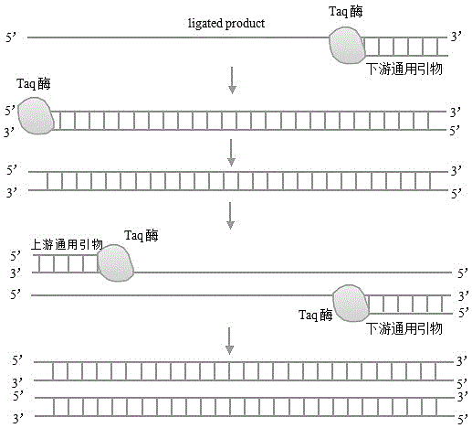 Method and kit for detecting high-risk HPV (human papillomavirus) E6/E7 mRNA (messenger ribonucleic acid) by ligase