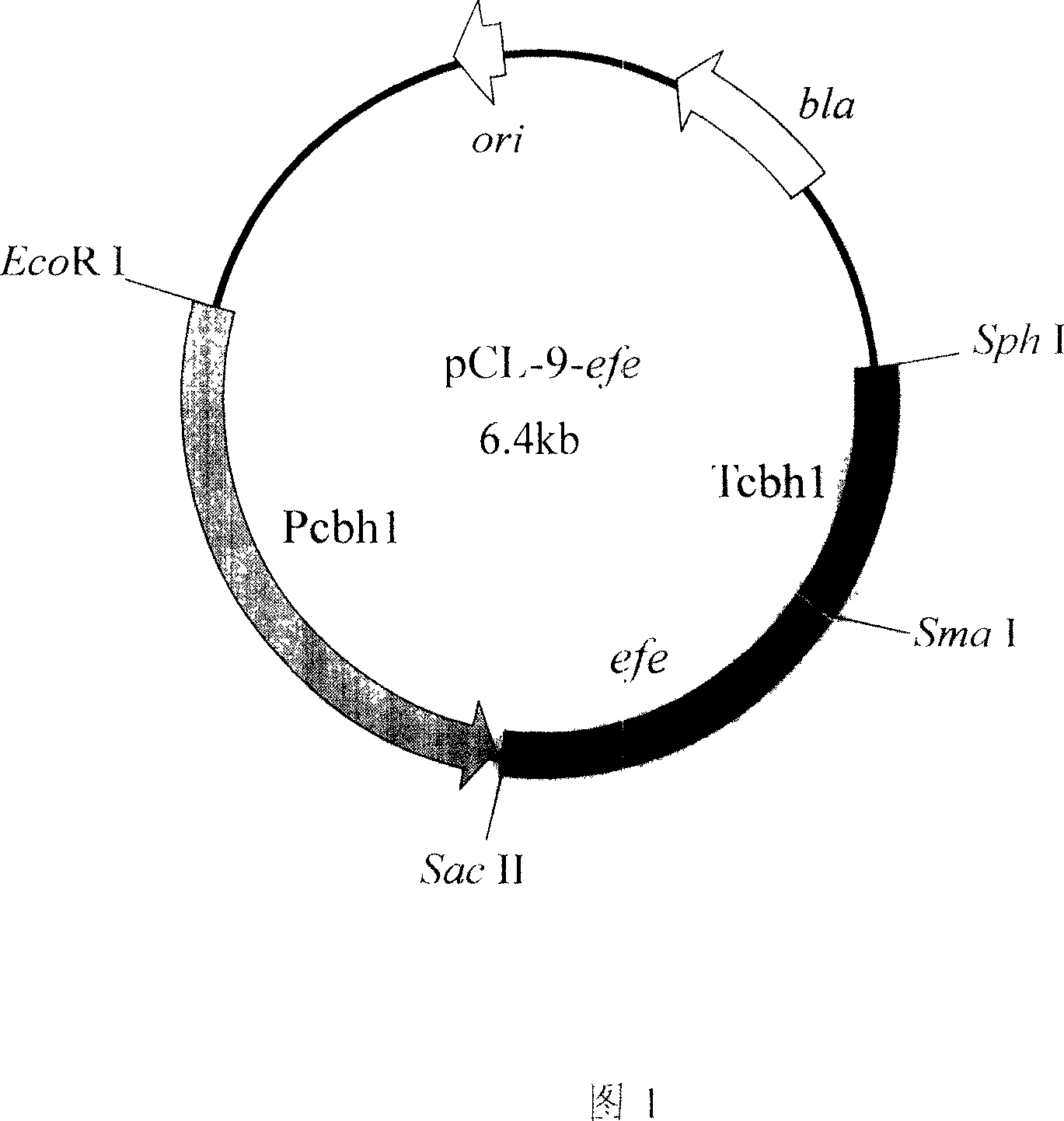 Green Trichderma of generating ethylene and culturing method therefor