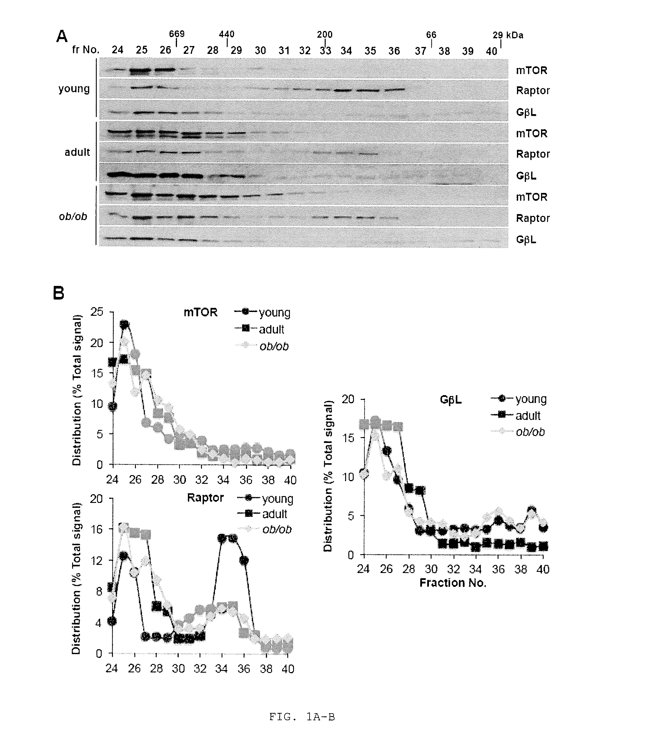 Free raptor reduces aging- and obesity-induced fatty liver