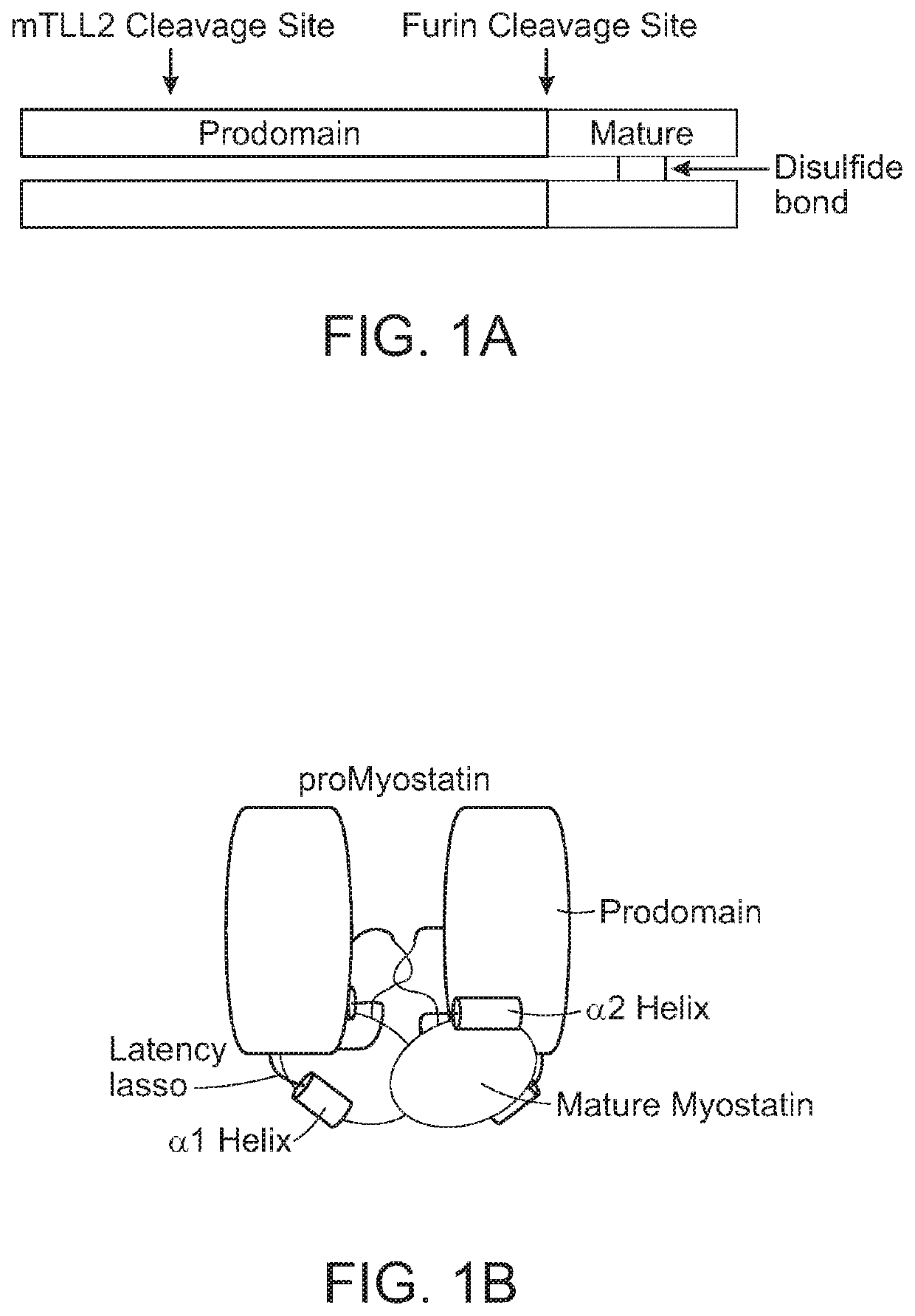 Anti-pro/latent-Myostatin antibodies and uses thereof