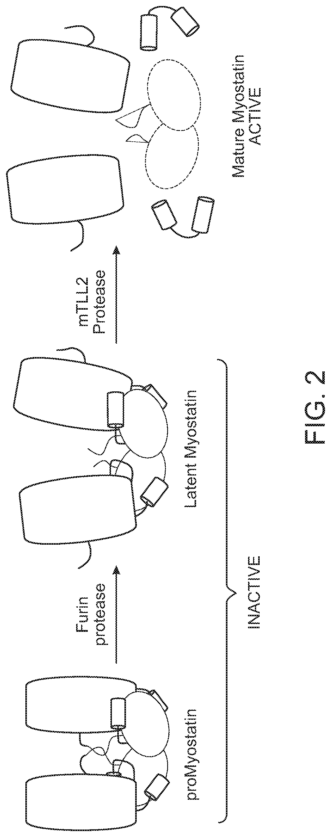 Anti-pro/latent-Myostatin antibodies and uses thereof