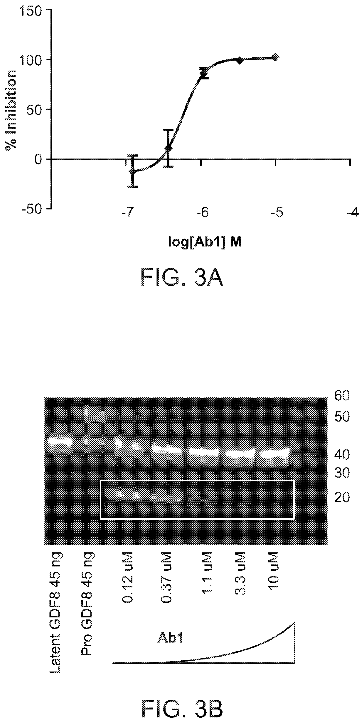 Anti-pro/latent-Myostatin antibodies and uses thereof