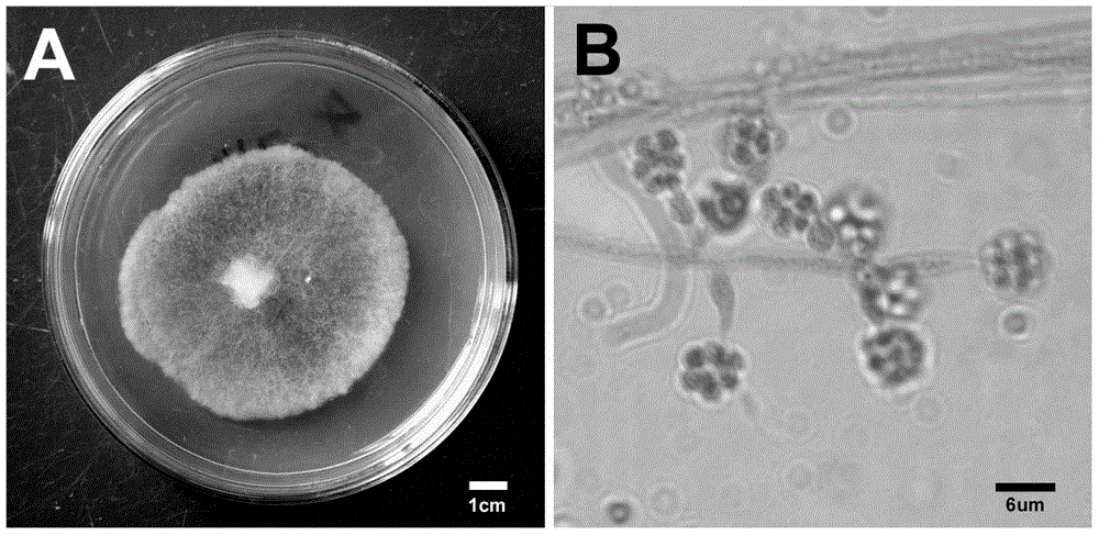 Method for improving yield of 10-deacetylbaccatin III produced by fungi