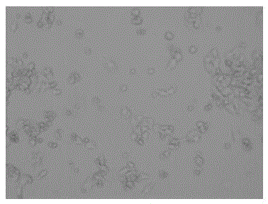 Preparation method of sargassum oligosaccharide and application of sargassum oligosaccharide in hypoglycemic drugs