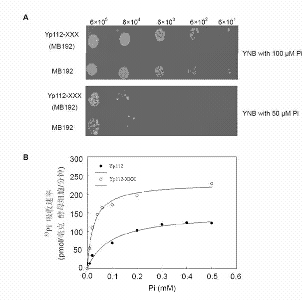 Phosphorus transportprotein gene GmPT5 related to phosphorus transport of soybean nodulation and application thereof