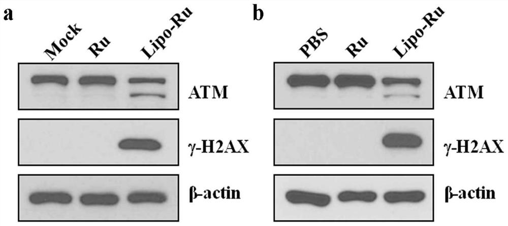 A kind of liposome-encapsulated ruthenium polypyridine complex and its application