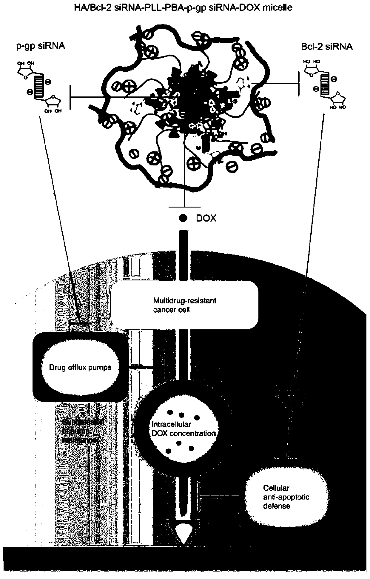 ATP-responsive nano-micelle and preparation method and application thereof