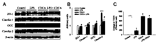 Application of chenodeoxycholic acid in improving intestinal barrier function damage in animals