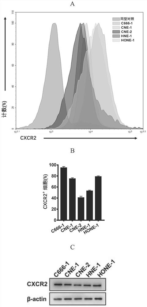 Application of CXCR2 inhibitor in preparation of medicine for treating nasopharynx cancer