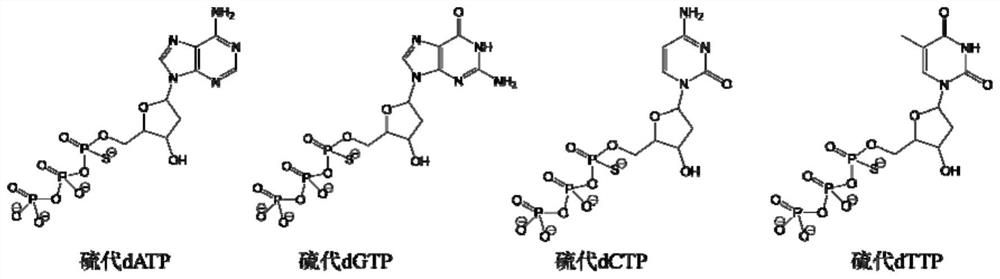 In-vitro screening method of nucleic acid aptamer, nucleic acid aptamer and kit for detecting target molecule