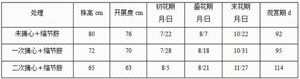 A cultivation method for dwarfing chrysanthemum and prolonging viewing period