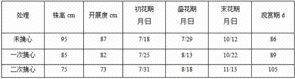 A cultivation method for dwarfing chrysanthemum and prolonging viewing period