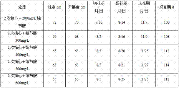 A cultivation method for dwarfing chrysanthemum and prolonging viewing period