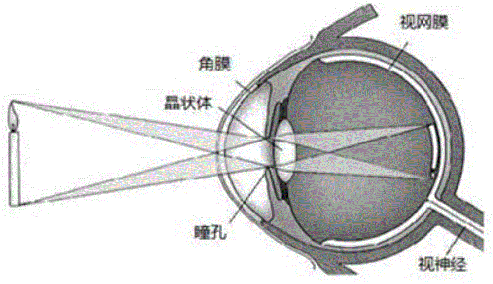 Large-view-field curved surface focal plane imaging method and system based on image transmitting optical fiber bundle