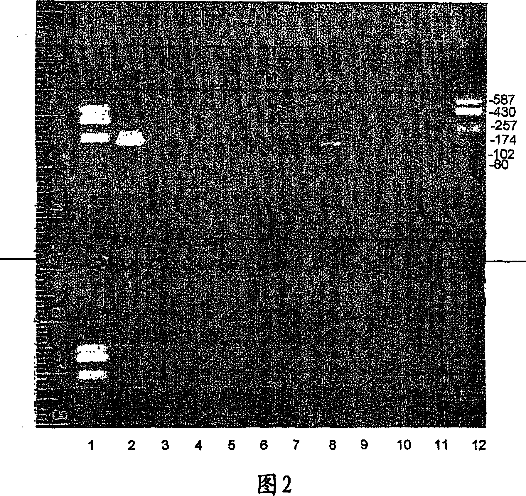 A thymus-specific protein