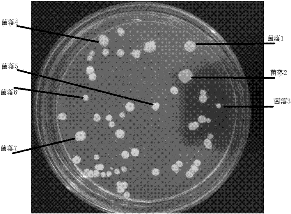 Method for obtaining Rosellinia sp.fungi imperfecti spore-free mycete capable of producing PF1022