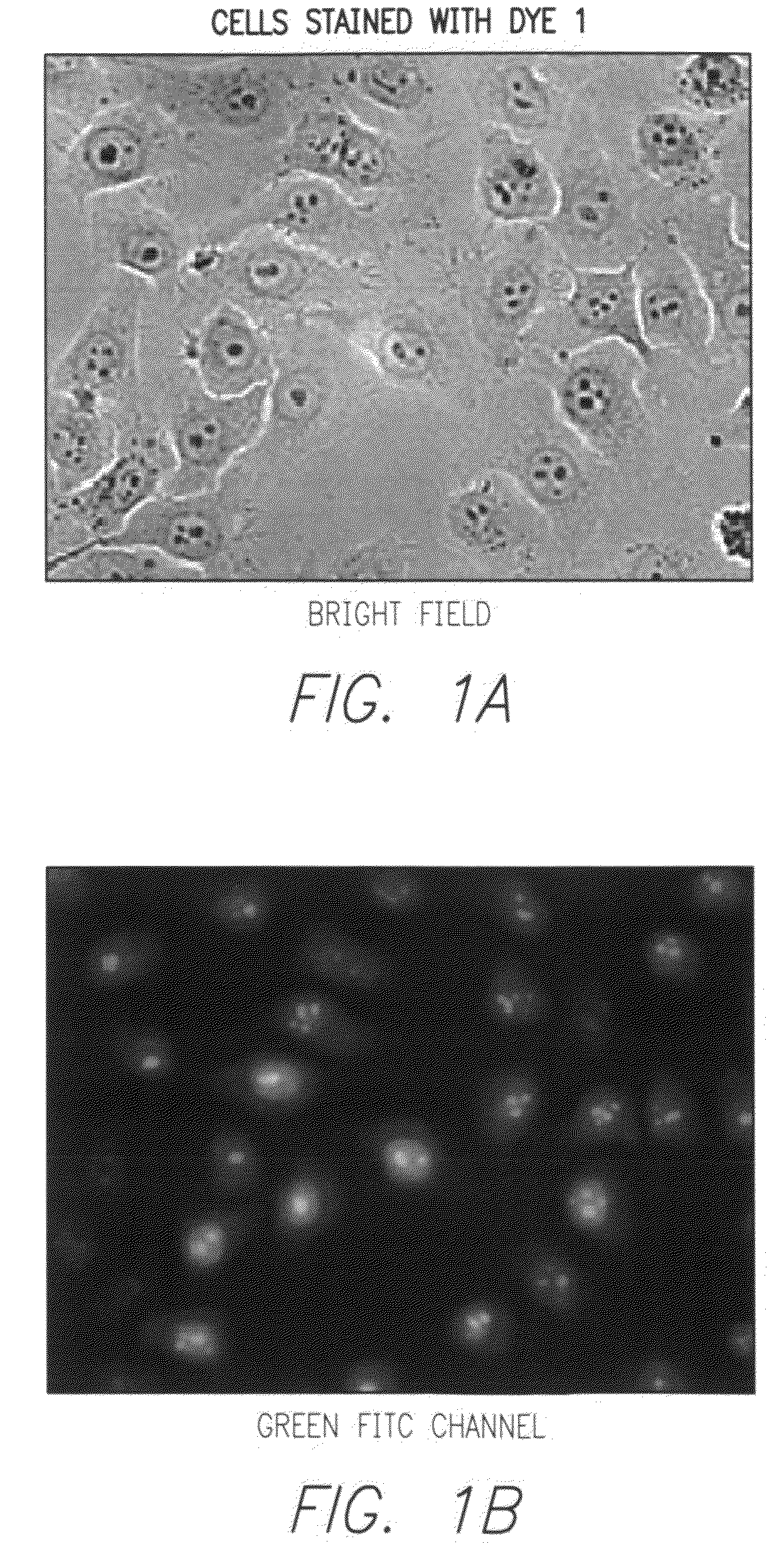 Labeling of target molecules, identification of organelles and other applications, novel compositions, methods and kits