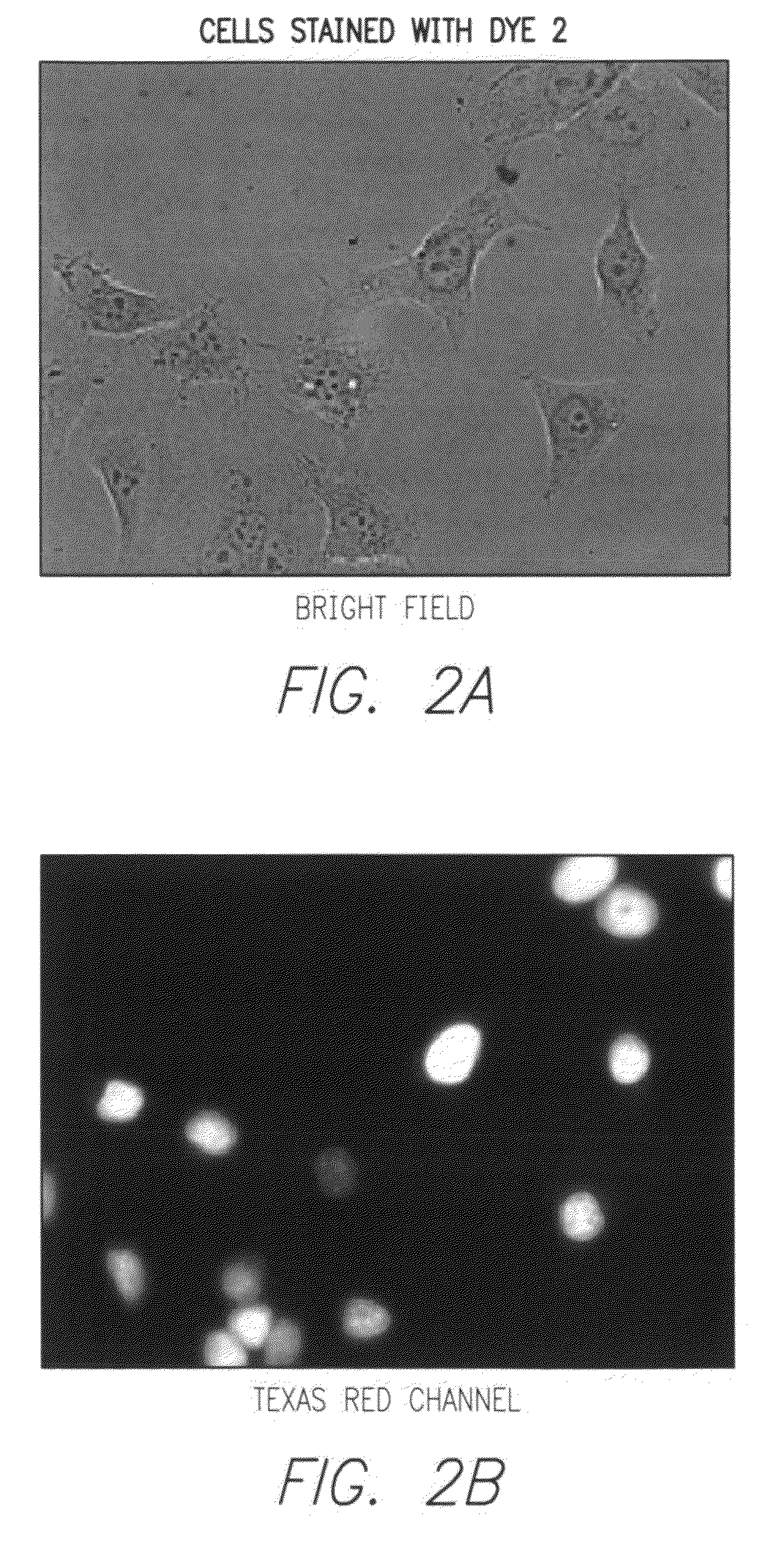 Labeling of target molecules, identification of organelles and other applications, novel compositions, methods and kits