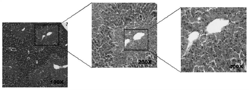 Chitosan oligosaccharide composition and preparation method and application thereof