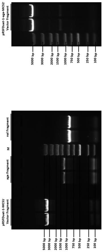 Enzyme co-expression system and its application in the synthesis of sialic acid