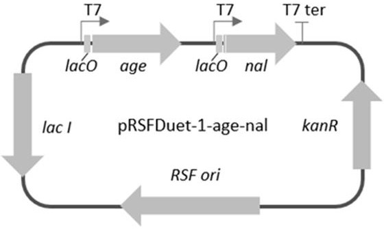 Enzyme co-expression system and its application in the synthesis of sialic acid