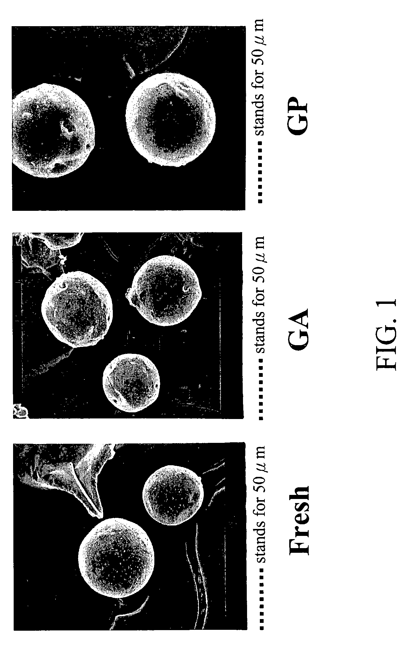 Genipin-crosslinked gelatin microspheres as drug carrier