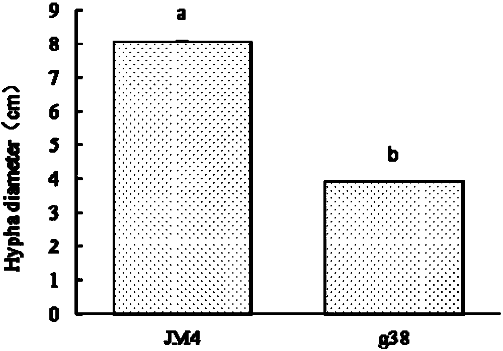 Engineering bacteria with inactivated cordyceps militaris Rhf1 gene and application of cordyceps militaris Rhf1 gene