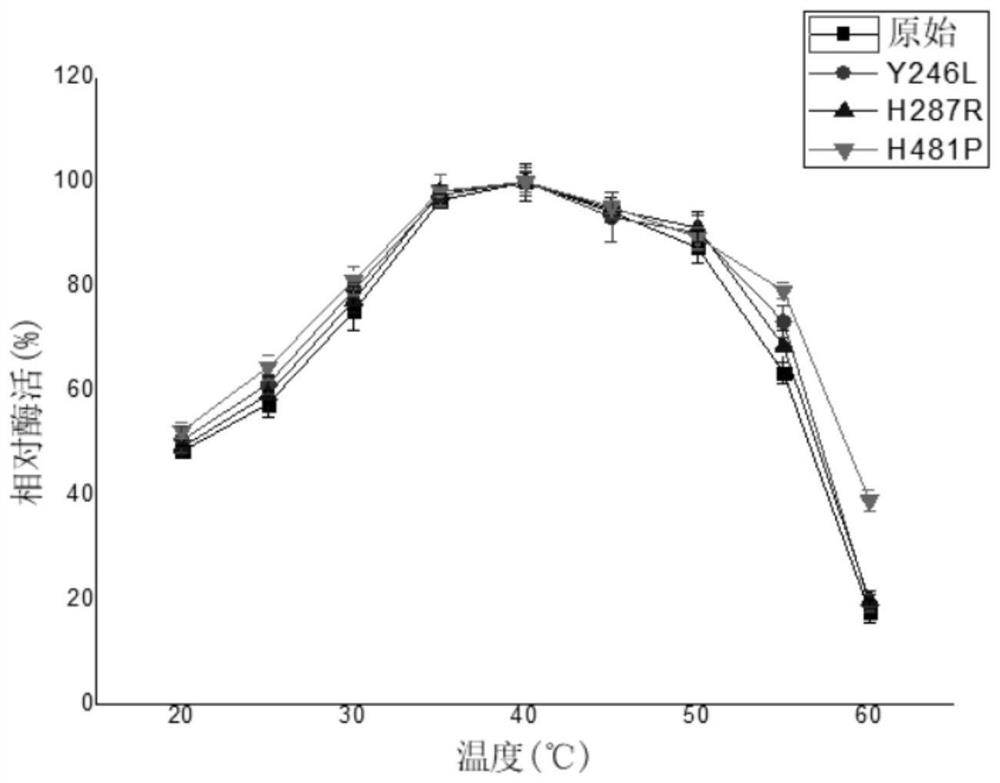 Sucrose isomerase mutant with high activity and high conversion rate and application thereof