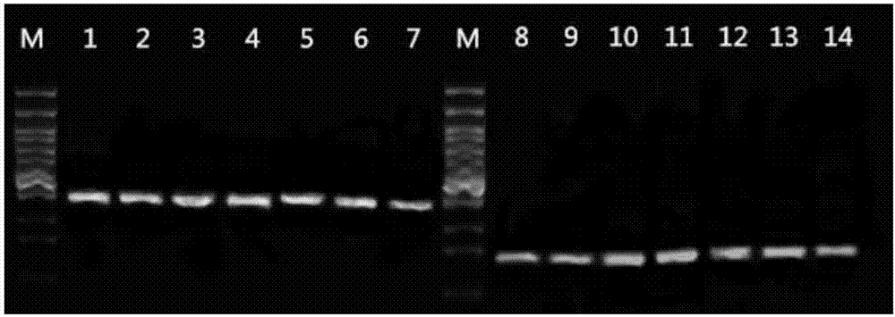 Method for detecting polymorphism of folate metabolism related genes through whole-blood direct nucleic acid amplification