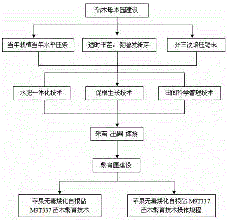 Apple nontoxic dwarfed self-rooted rootstock M9-T337 rapid propagation method