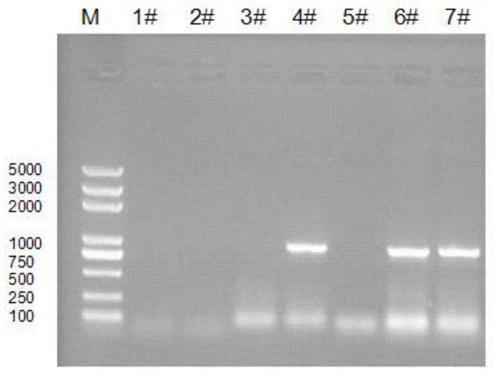 Method for cultivating long-storage tomato plants by virtue of silent tomato gene SlNZG