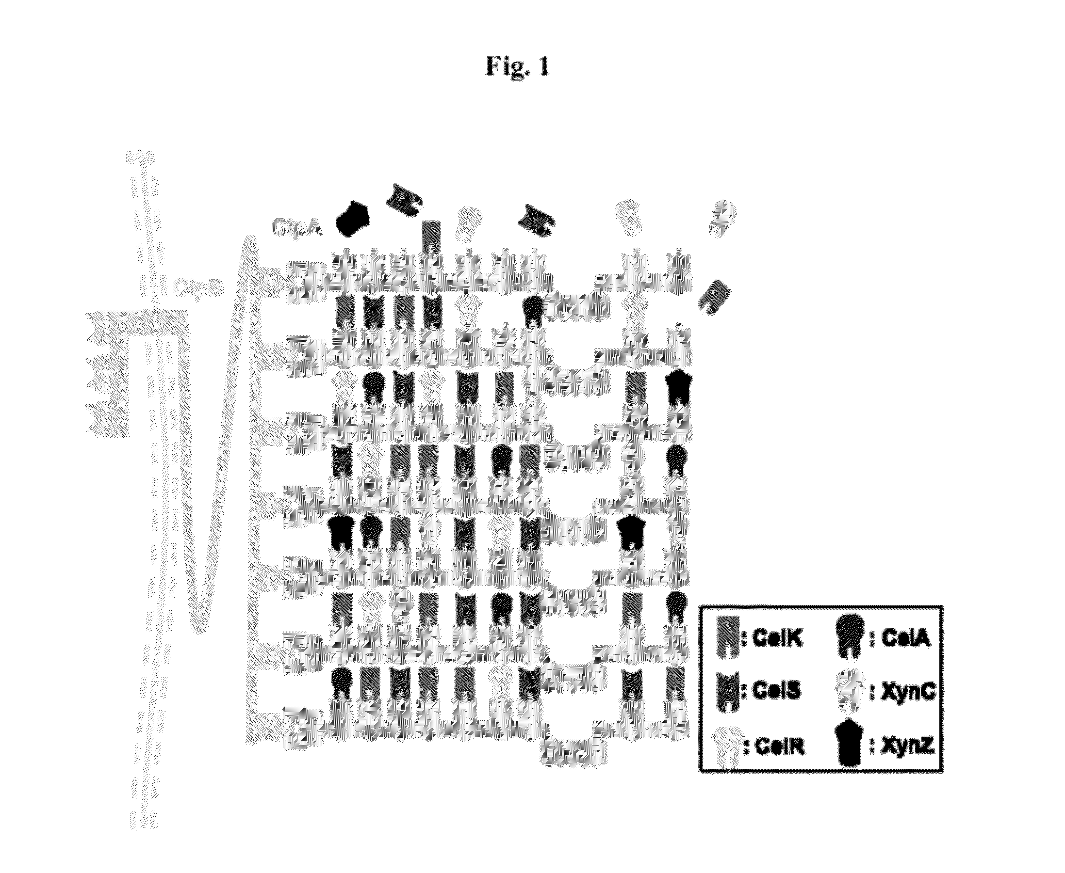 Expression System for Producing Multi-Enzyme Complexes and Uses Thereof