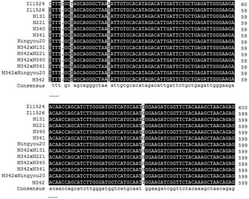 Primers and Application of Detecting Sulfonylurea Herbicide Resistance Gene bnals3r in Brassica napus