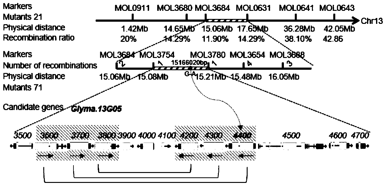 Application of gene GmLMM1 related to soybean phytophthora resistance