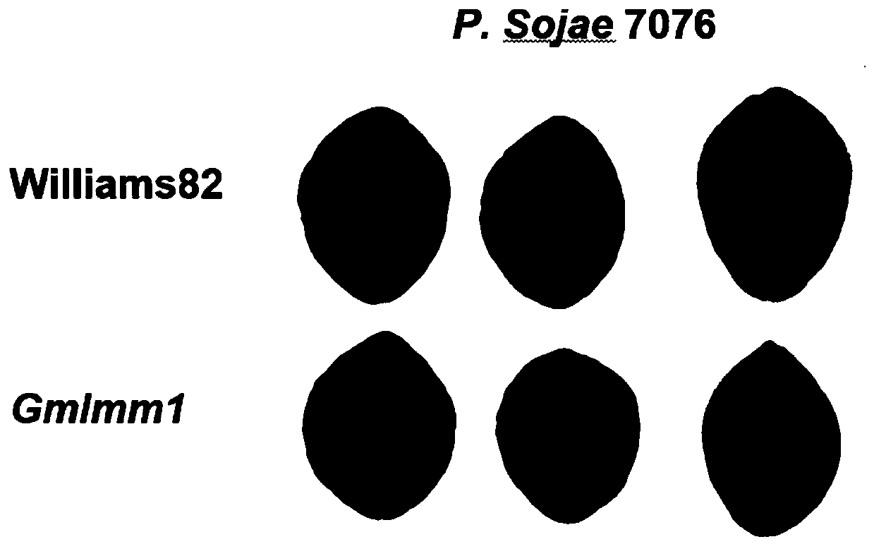 Application of gene GmLMM1 related to soybean phytophthora resistance