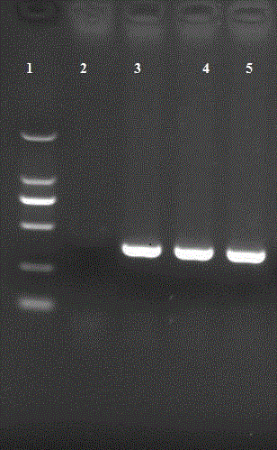 ELISA (enzyme linked immunosorbent assay) antibody detection kit for O type foot-and-mouth disease virus and detection method adopting ELISA antibody detection kit