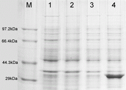 ELISA (enzyme linked immunosorbent assay) antibody detection kit for O type foot-and-mouth disease virus and detection method adopting ELISA antibody detection kit