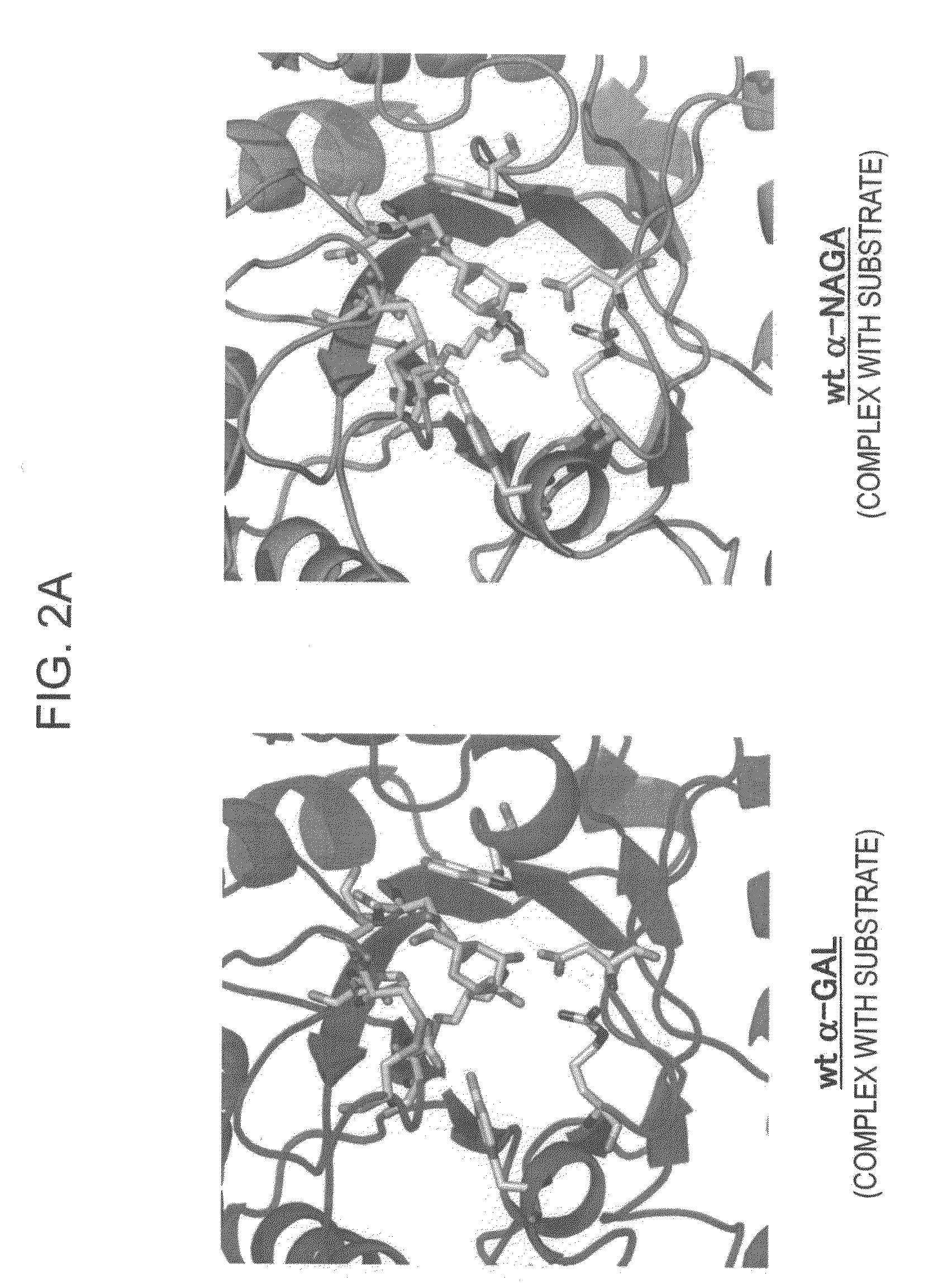 Novel Highly Functional Enzyme Having Modified Substrate-Specificity