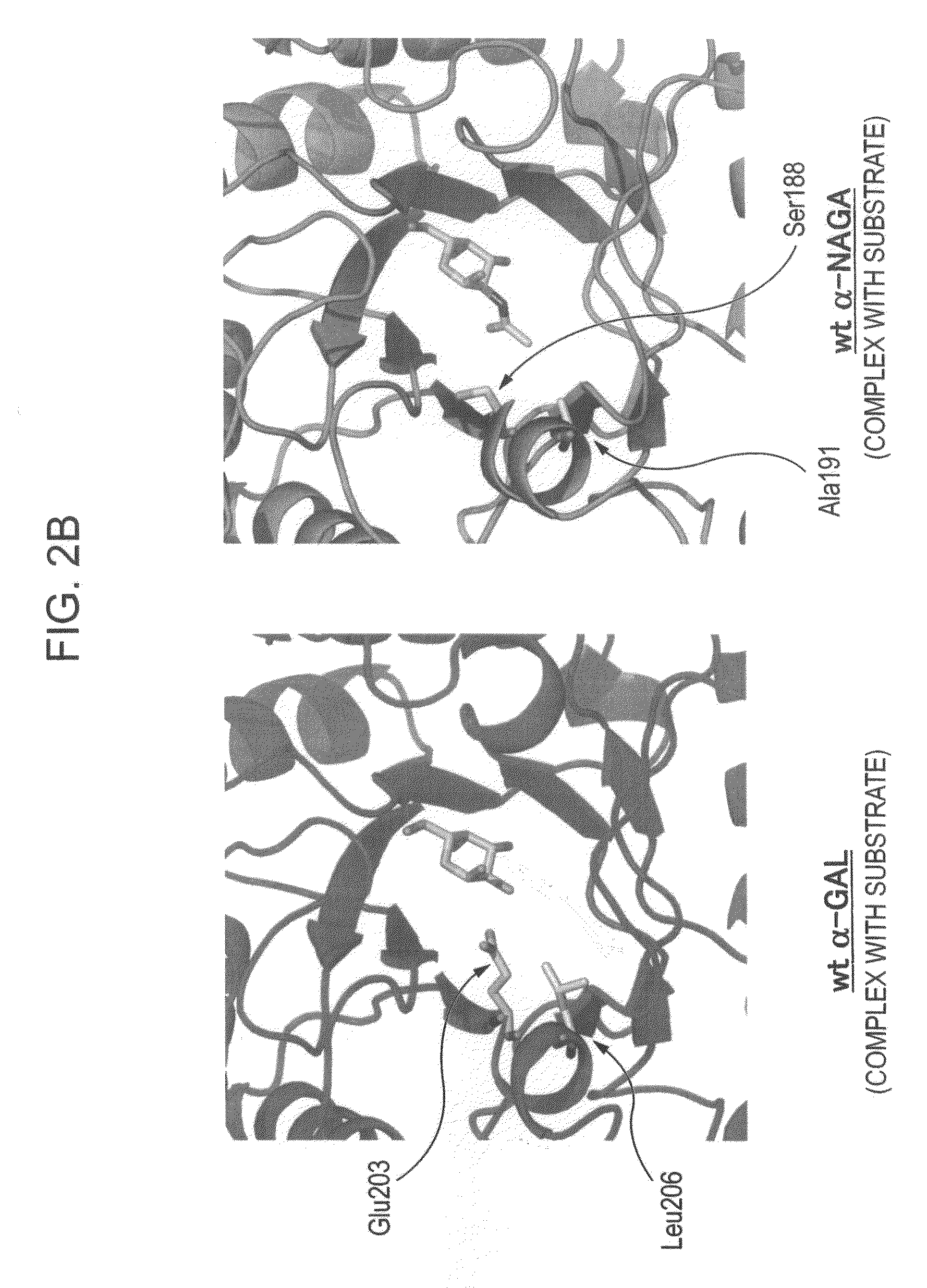 Novel Highly Functional Enzyme Having Modified Substrate-Specificity