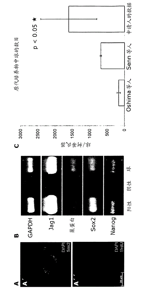 Novel aminoalkyloxazole carboxamides and aminoalkylthiazole carboxamides as regeneration-promoting substances of sensory organs and postmitotic tissues