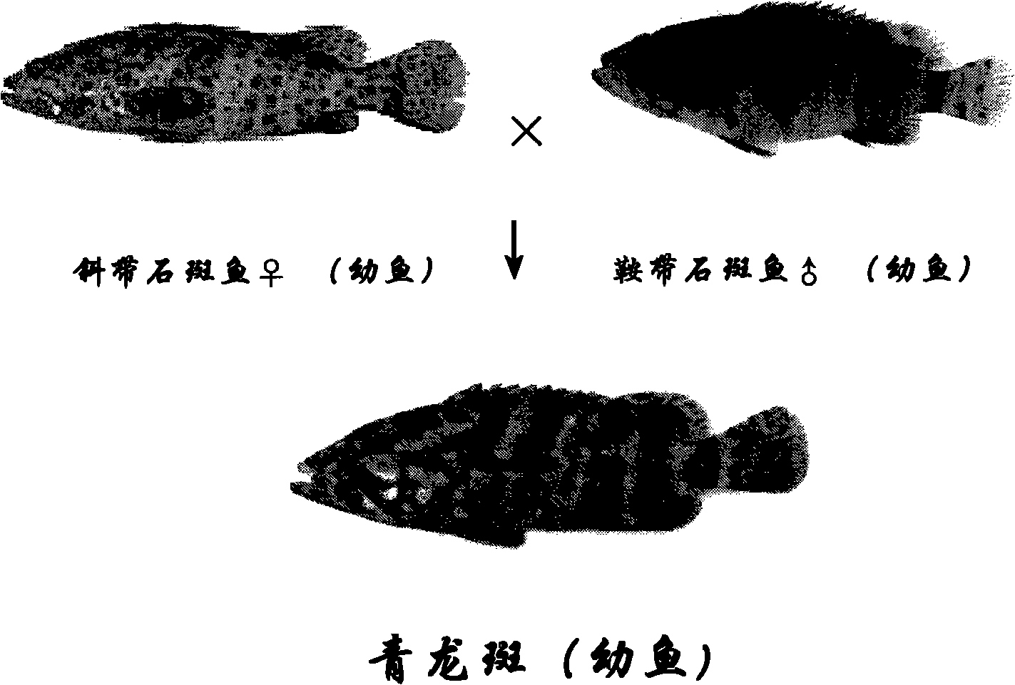 Method for breeding 'blue spot' hybrids